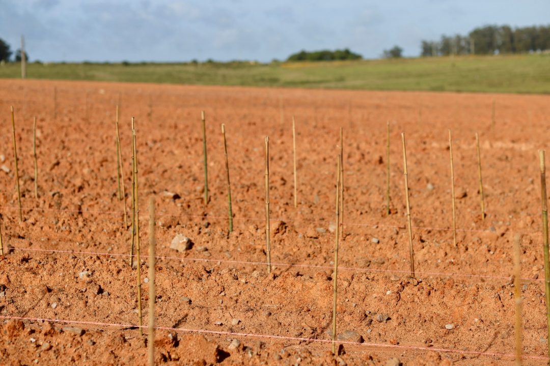 Terreno implantado con estacas guía en el Este de Uruguay