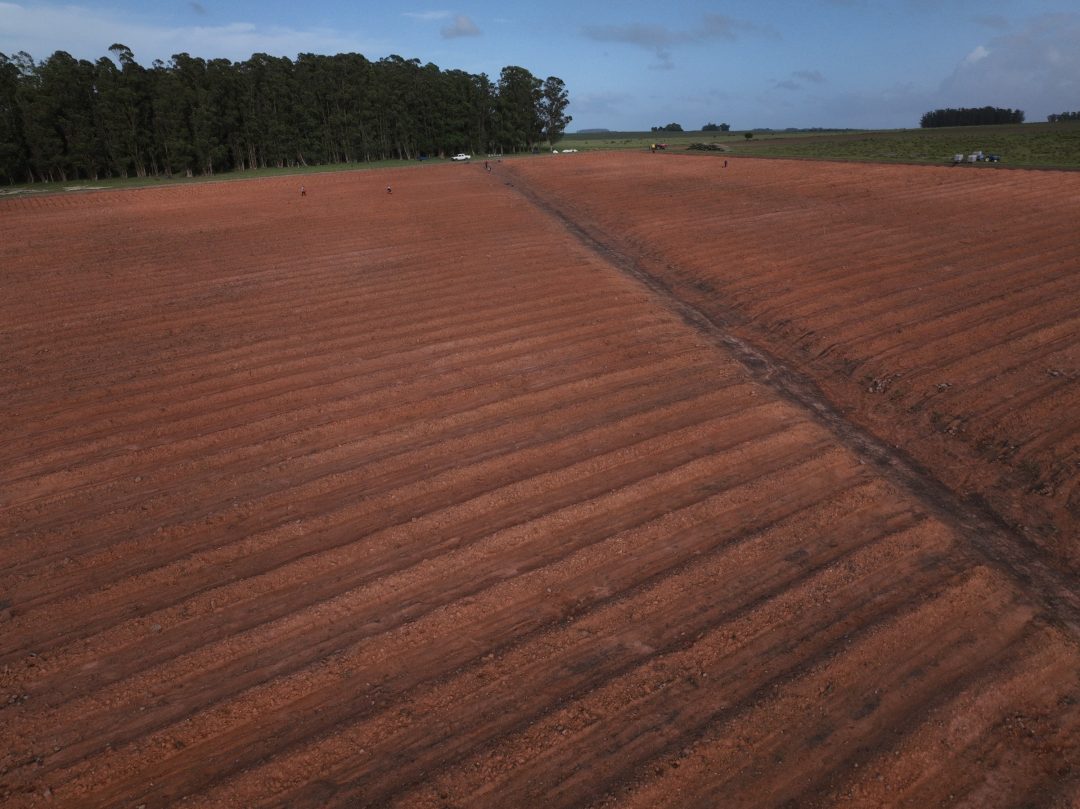 Suelo laboreado y preparado antes de la plantación, visto desde el aire