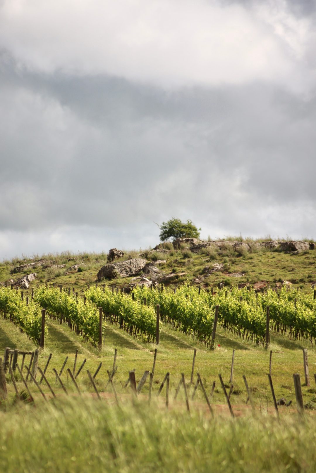 Viñedo en producción sobre una ladera rocosa del Este de Uruguay